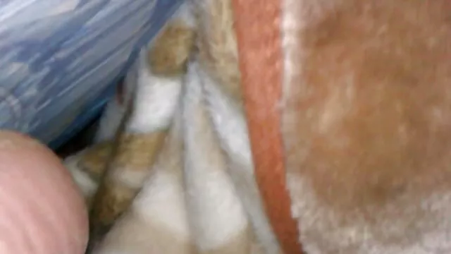 Joven rubia peliculas pornoen español folla como un gato